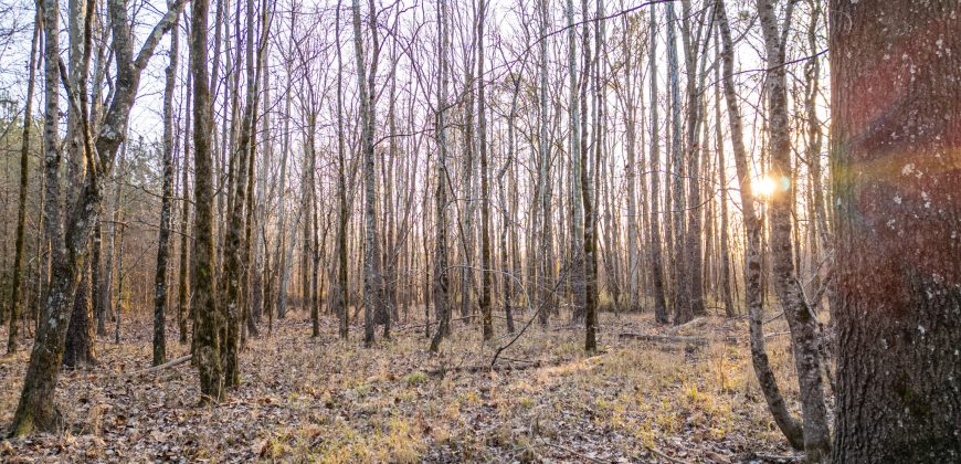 Macks Creek East