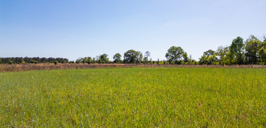 Taylor County Mini Farms