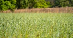 Taylor County Mini Farms