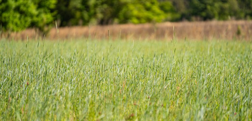 Taylor County Mini Farms