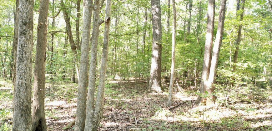 Macon County Mini Farm