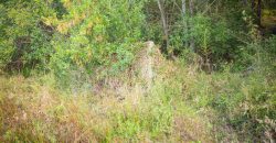 Meadow Creek Plantation