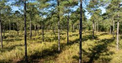 Rut Property