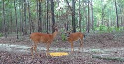 Meadow Creek Plantation