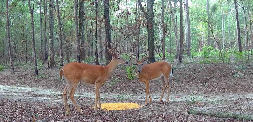 Meadow Creek Plantation