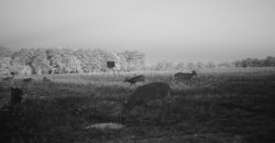Meadow Creek Plantation