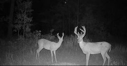 Meadow Creek Plantation
