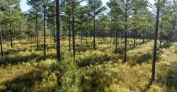 Rut Property