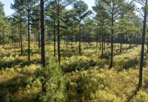 Rut Property