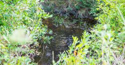 Meadow Creek Plantation