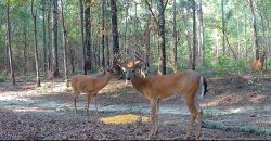 Meadow Creek Plantation