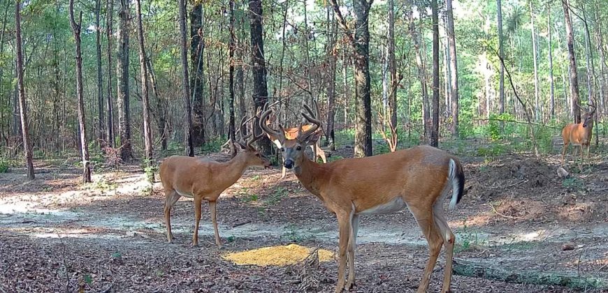 Meadow Creek Plantation