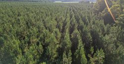 Meadow Creek Plantation