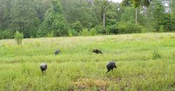 Meadow Creek Plantation