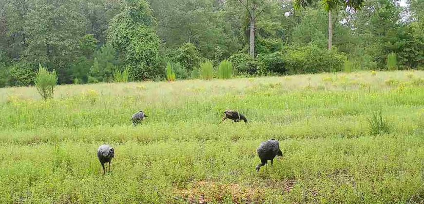 Meadow Creek Plantation