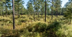 Rut Property