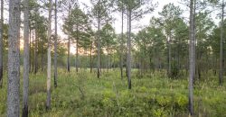 Meadow Creek Plantation