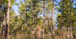 Meadow Creek Plantation