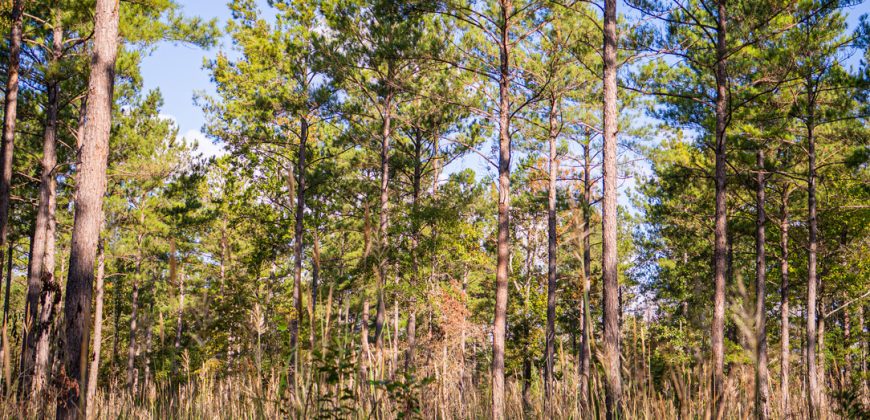 Meadow Creek Plantation