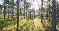 Meadow Creek Plantation