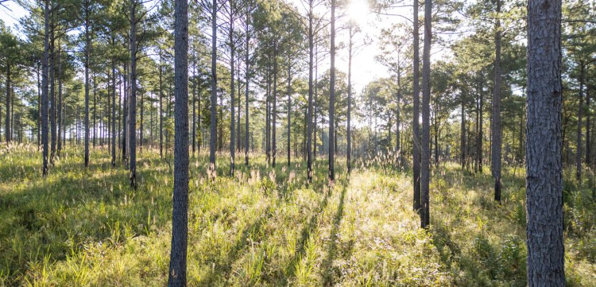 Meadow Creek Plantation