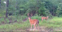 Meadow Creek Plantation