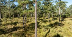 Rut Property